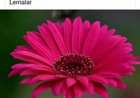 Risale Dersi 1144: Mesnevi-i Nuriye 155 (4k) Risale Dersi 1144: Mesnevi-i Nuriye 155 (4k)