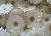 Risale Dersi 1164: Sikke-i Tasdik-i Gaybi 8 (4k) Risale Dersi 1164: Sikke-i Tasdik-i Gaybi 8 (4k)