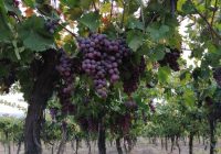 Risale Dersi 1187: Sikke-i Tasdık-i Gaybi 31 (4k) Risale Dersi 1187: Sikke-i Tasdık-i Gaybi 31 (4k)