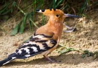 Risale Dersi 1237: Sikke-i Tasdik-i Gaybi 81 (4k) Risale Dersi 1237: Sikke-i Tasdik-i Gaybi 81 (4k)