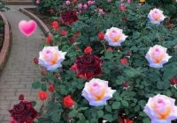 Risale Dersi 1250: Sikke-i Tasdik-i Gaybi 95 (4k) Risale Dersi 1250: Sikke-i Tasdik-i Gaybi 95 (4k)