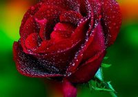 Risale Dersi 1255: Sikke-i Tasdik-i Gaybi 100 (4k) Risale Dersi 1255: Sikke-i Tasdik-i Gaybi 100 (4k)