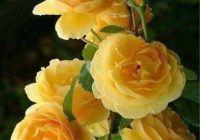 Risale Dersi 1257: Sikke-i Tasdik-i Gaybi 102 (4k) Risale Dersi 1257: Sikke-i Tasdik-i Gaybi 102 (4k)