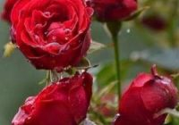 Risale Dersi 1258: Sikke-i Tasdik-i Gaybi 103 (4k) Risale Dersi 1258: Sikke-i Tasdik-i Gaybi 103 (4k)