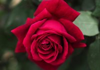 Risale Dersi 1260: Sikke-i Tasdik-i Gaybi 105 (4k) Risale Dersi 1260: Sikke-i Tasdik-i Gaybi 105 (4k)