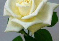 Risale Dersi 1262: Sikke-i Tasdik-i Gaybi 107 (4k) Risale Dersi 1262: Sikke-i Tasdik-i Gaybi 107 (4k)