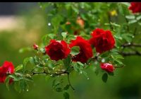 Risale Dersi 1264: Sikke-i Tasdik-i Gaybi 109 (4k) Risale Dersi 1264: Sikke-i Tasdik-i Gaybi 109 (4k)