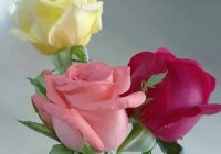 Risale Dersi 1265: Sikke-i Tasdık-ı Gaybi 110 (4k) Risale Dersi 1265: Sikke-i Tasdık-ı Gaybi 110 (4k)