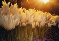 Risale Dersi 1271: Sikke-i Tasdık-İ Gaybi 116 (4k) Risale Dersi 1271: Sikke-i Tasdık-İ Gaybi 116 (4k)