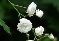 Risale Dersi 1273: Sikke-i Tasdık-ı Gaybi 118 (4k) Risale Dersi 1273: Sikke-i Tasdık-ı Gaybi 118 (4k)