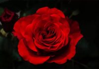 Risale Dersi 1274: Sikke-i Tasdik-i Gaybi 119 (4k) Risale Dersi 1274: Sikke-i Tasdik-i Gaybi 119 (4k)