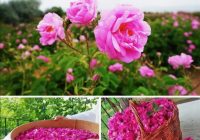 Risale Dersi 1291: İşaratü’l İ’caz 2 (4k) Risale Dersi 1291: İşaratü’l İ’caz 2 (4k)