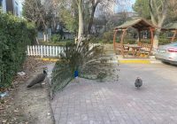 Risale Dersi 1293: İşaratü’l İ’caz 4 (4k) Risale Dersi 1293: İşaratü’l İ’caz 4 (4k)