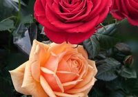 Risale Dersi 1294: İşaratü’l İ’caz 5 (4k) Risale Dersi 1294: İşaratü’l İ’caz 5 (4k)