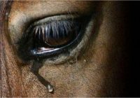 Risale Dersi 1297: İşaratü’l İ’caz 8 (4k) Risale Dersi 1297: İşaratü’l İ’caz 8 (4k)