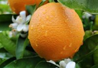 Risale Dersi 1298: İşaratü’l İ’caz 9 (4k) Risale Dersi 1298: İşaratü’l İ’caz 9 (4k)