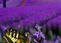 Risale Dersi 1307: İşaratü’l İ’caz 18 (4k) Risale Dersi 1307: İşaratü’l İ’caz 18 (4k)