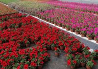 Risale Dersi 1311: İşaratü’l İ’caz 22 (4k) Risale Dersi 1311: İşaratü’l İ’caz 22 (4k)