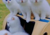 Risale Dersi 1312: İşarat’ül İ’caz 23 (4k) Risale Dersi 1312: İşarat’ül İ’caz 23 (4k)