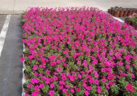 Risale Dersi 1319: İşaratü’l İ’caz 30 (4k) Risale Dersi 1319: İşaratü’l İ’caz 30 (4k)