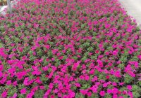 Risale Dersi 1321: İşaratü’l İ’caz 32 (4k) Risale Dersi 1321: İşaratü’l İ’caz 32 (4k)