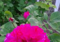 Risale Dersi 1337: İşaratü’l İ’caz 48 (4k) Risale Dersi 1337: İşaratü’l İ’caz 48 (4k)