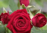 Risale Dersi 1342: İşaratü’l İ’caz 53 (4k) Risale Dersi 1342: İşaratü’l İ’caz 53 (4k)