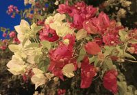 Risale Dersi 1357: İşaratü’l İ’caz 68 (4k) Risale Dersi 1357: İşaratü’l İ’caz 68 (4k)