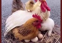 Risale Dersi 1352: İşaratü’l İ’caz 63 (4k) Risale Dersi 1352: İşaratü’l İ’caz 63 (4k)