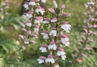 Risale Dersi 1354: İşaratü’l İ’caz 65 (4k) Risale Dersi 1354: İşaratü’l İ’caz 65 (4k)