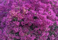 Risale Dersi 1351: İşaratü’l İ’caz 62 (4k) Risale Dersi 1351: İşaratü’l İ’caz 62 (4k)