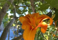 Risale Dersi 1368: İşaratü’l İ’caz 79 (4k) Risale Dersi 1368: İşaratü’l İ’caz 79 (4k)