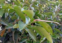 Risale Dersi 1369: İşaratü’l İ’caz 80 (4k) Risale Dersi 1369: İşaratü’l İ’caz 80 (4k)