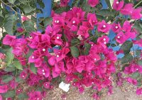 Risale Dersi 1372: İşaratü’l İ’caz 83 (4k) Risale Dersi 1372: İşaratü’l İ’caz 83 (4k)