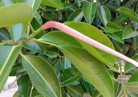 Risale Dersi 1363: İşaratü’l İ’caz 74 (4k) Risale Dersi 1363: İşaratü’l İ’caz 74 (4k)