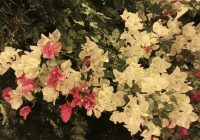 Risale Dersi 1361: İşaratü’l İ’caz 72 (4k) Risale Dersi 1361: İşaratü’l İ’caz 72 (4k)