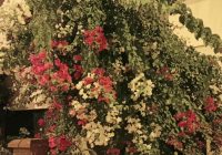 Risale Dersi 1364: İşaratü’l İ’caz 75 (4k) Risale Dersi 1364: İşaratü’l İ’caz 75 (4k)