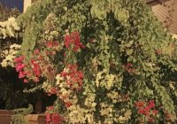 Risale Dersi 1366: İşaratü’l İ’caz 77 (4k) Risale Dersi 1366: İşaratü’l İ’caz 77 (4k)