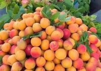 Risale Dersi 1359: İşaratü’l İ’caz 70 (4k) Risale Dersi 1359: İşaratü’l İ’caz 70 (4k)