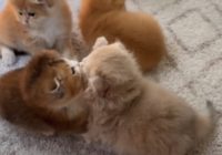 Risale Dersi 1410: İşaratü’l İ’caz 121 (4k) Risale Dersi 1410: İşaratü’l İ’caz 121 (4k)