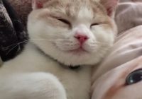 Risale Dersi 1416: İşaratü’l İ’caz 127 (4k) Risale Dersi 1416: İşaratü’l İ’caz 127 (4k)