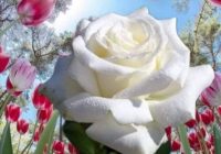 Risale Dersi 1421: İşaratü’l İ’caz 132 (4k) Risale Dersi 1421: İşaratü’l İ’caz 132 (4k)