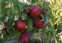 Risale Dersi 1417: İşaratü’l İ’caz 128 (4k) Risale Dersi 1417: İşaratü’l İ’caz 128 (4k)