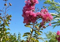 Risale Dersi 1425: İşaratü’l İ’caz 136 (4k) Risale Dersi 1425: İşaratü’l İ’caz 136 (4k)