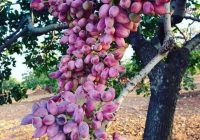 Risale Dersi 1414: İşaratü’l İ’caz 125 (4k) Risale Dersi 1414: İşaratü’l İ’caz 125 (4k)