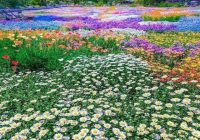 Risale Dersi 1427: İşaratü’l İ’caz 138 (4k) Risale Dersi 1427: İşaratü’l İ’caz 138 (4k)