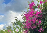 Risale Dersi 1431: İşaratü’l İ’caz 142 (4k) Risale Dersi 1431: İşaratü’l İ’caz 142 (4k)