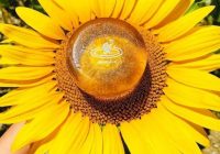 Risale Dersi 1428: İşaratü’l İ’caz 139 (4k) Risale Dersi 1428: İşaratü’l İ’caz 139 (4k)