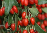 Risale Dersi 1463: İşaratü’l İ’caz 174 (4k) Risale Dersi 1463: İşaratü’l İ’caz 174 (4k)