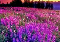 Risale Dersi 1460: İşaratü’l İ’caz 171 (4k) Risale Dersi 1460: İşaratü’l İ’caz 171 (4k)